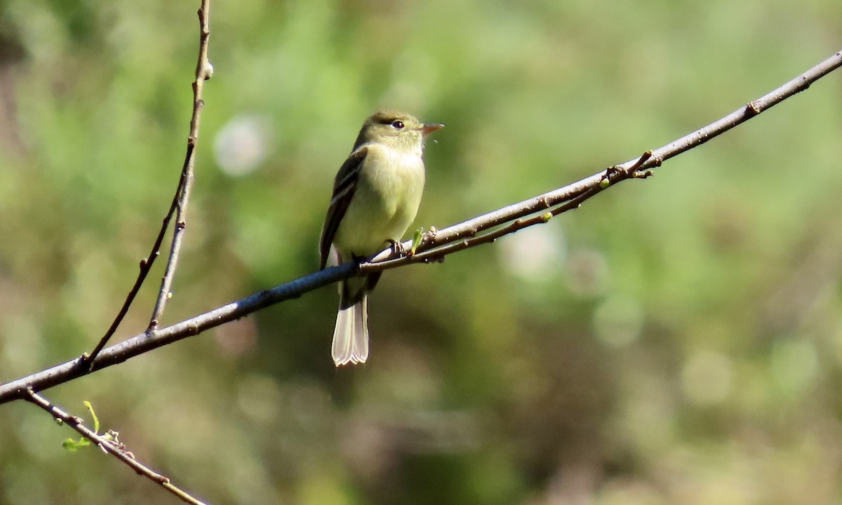 Western Flycatcher (Pacific-slope) - ML622056422