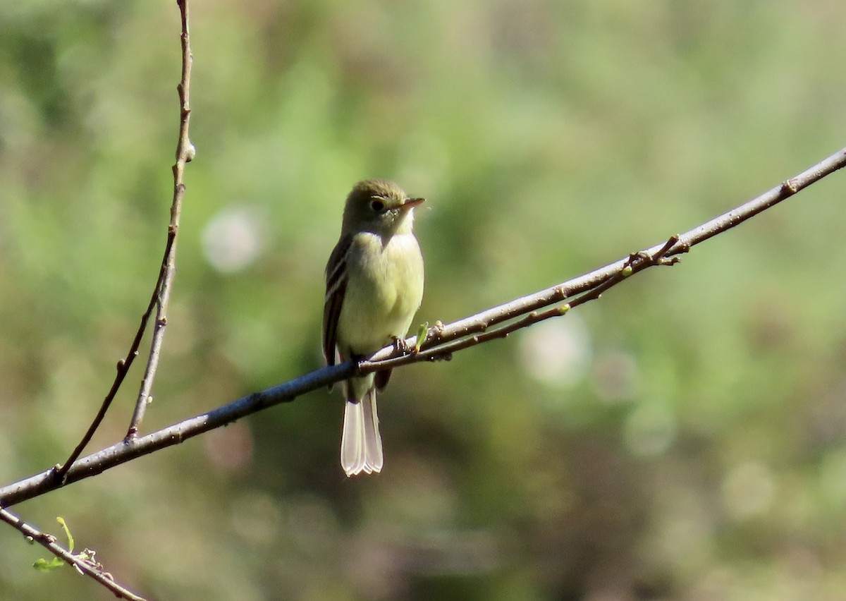 Western Flycatcher (Pacific-slope) - ML622056423