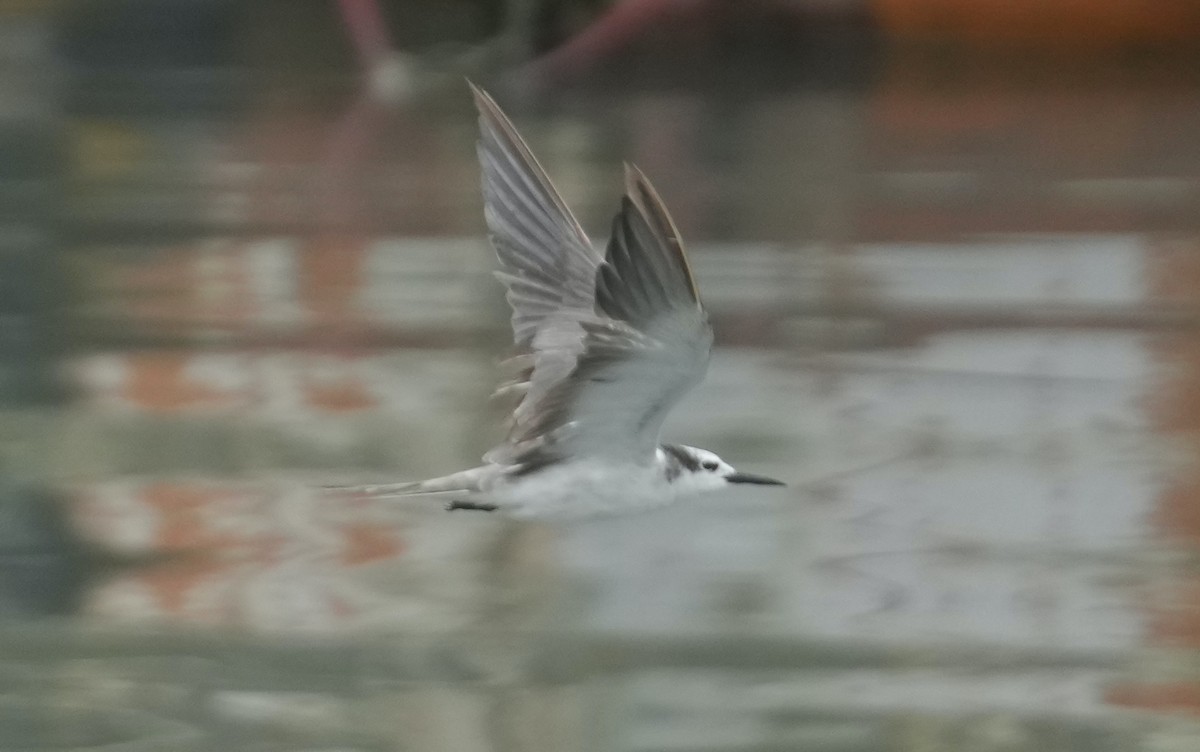 tern sp. - Sudip Simha