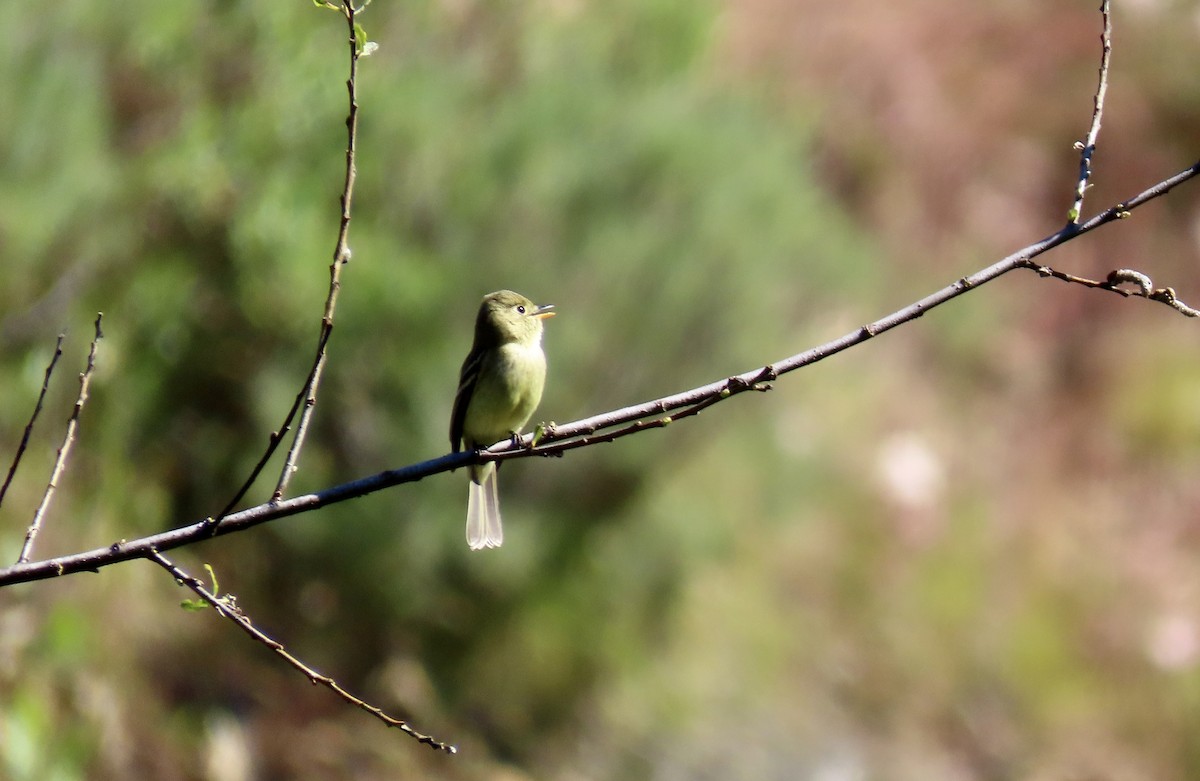 Western Flycatcher (Pacific-slope) - ML622056425