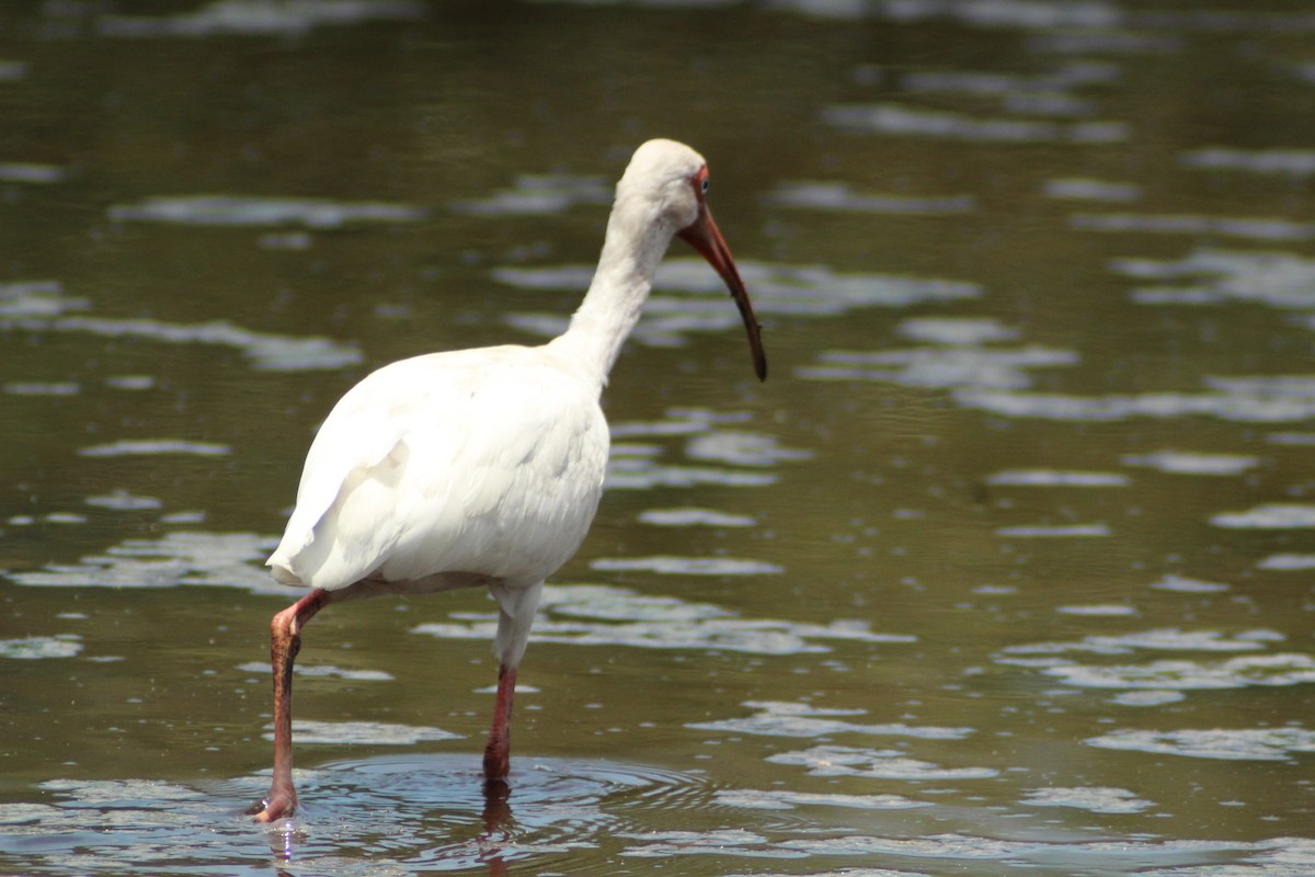 White Ibis - ML622056427