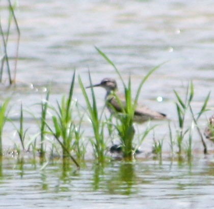 Solitary Sandpiper - ML622056430