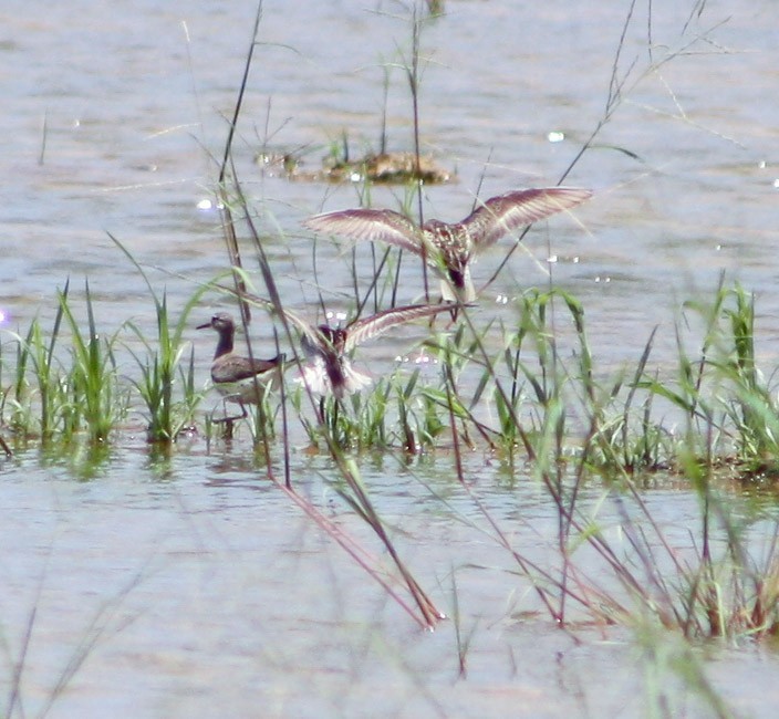 Solitary Sandpiper - ML622056431