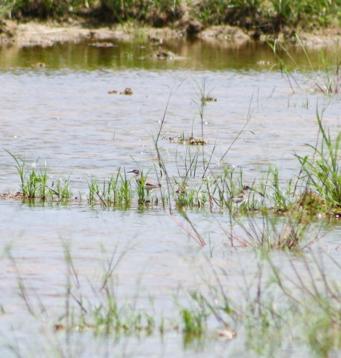 Solitary Sandpiper - ML622056432