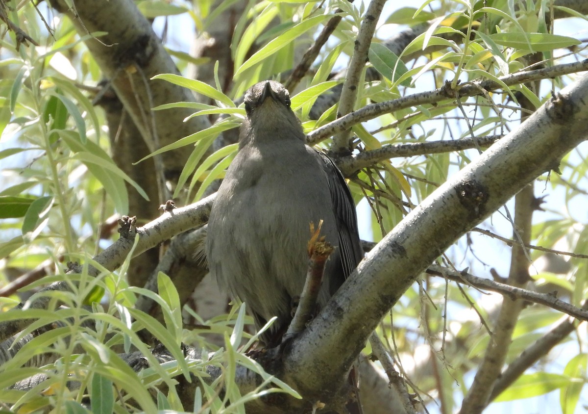 Gray Catbird - ML622056434