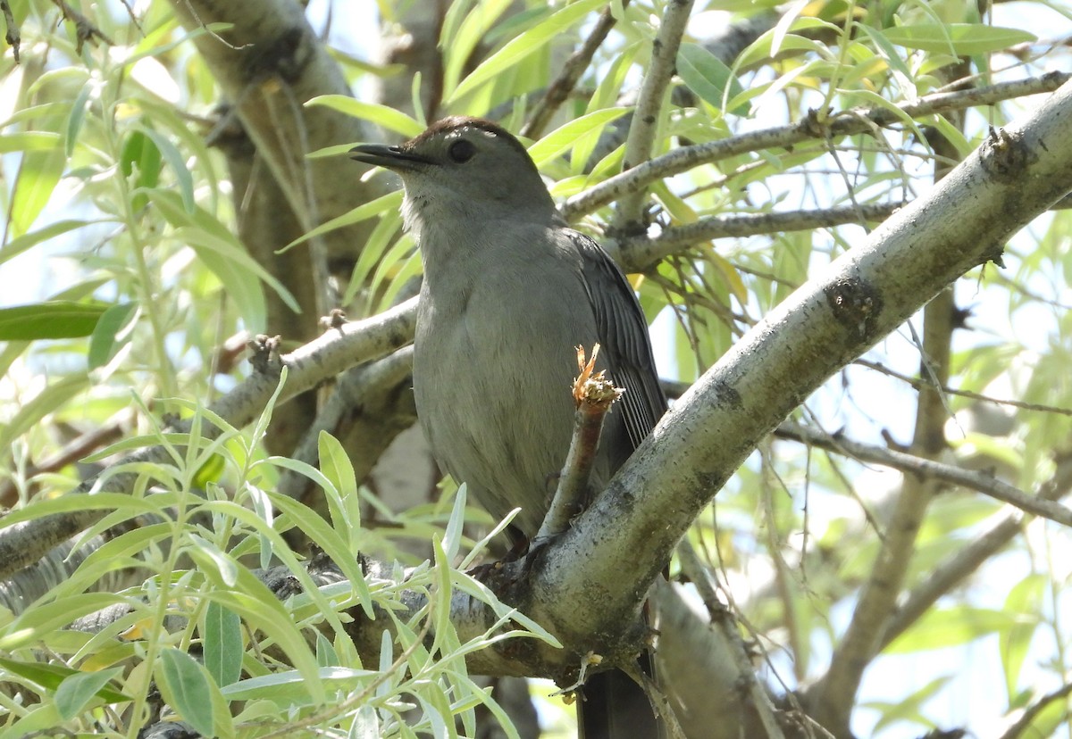 Gray Catbird - ML622056435