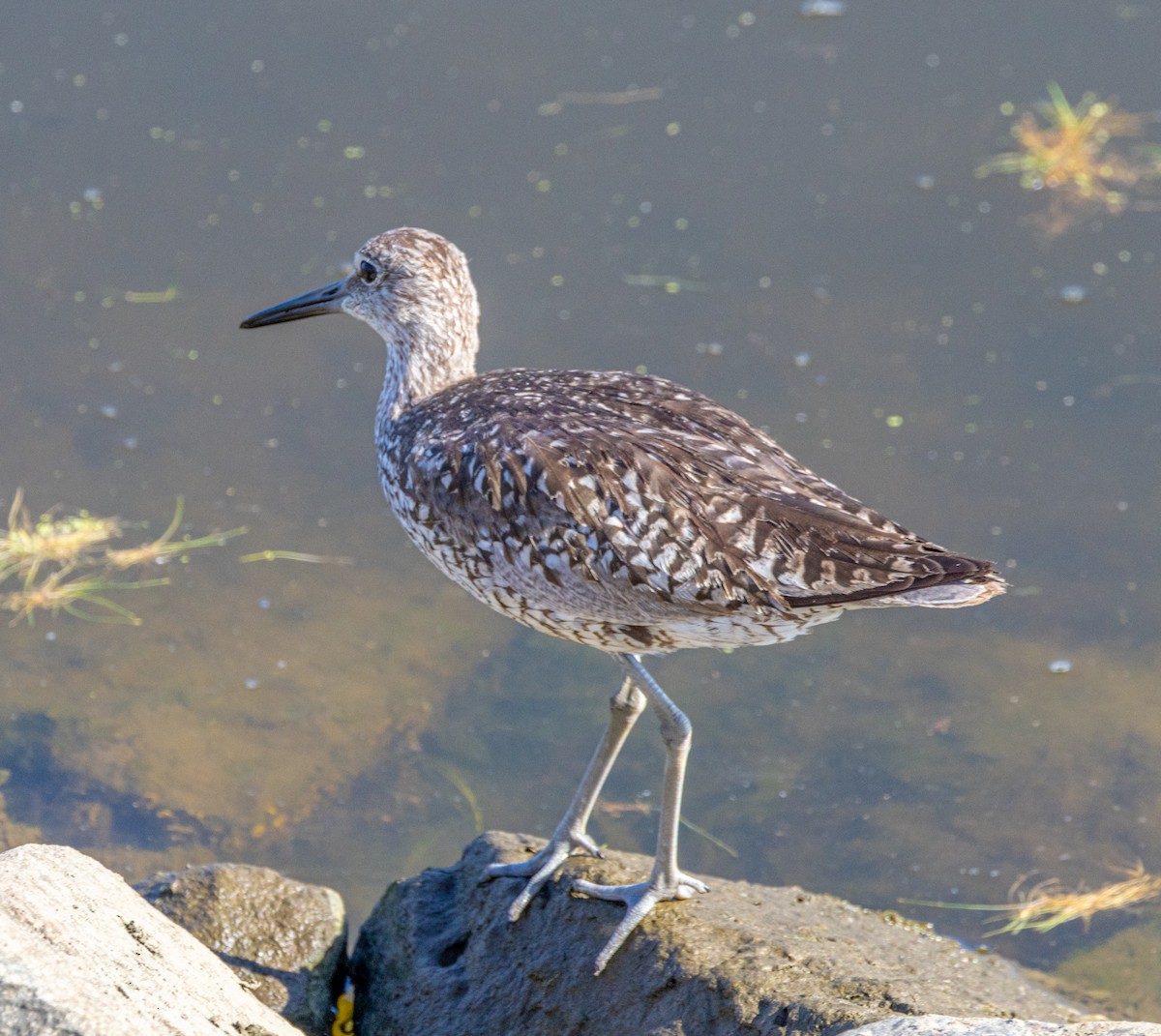 Willet - ML622056441