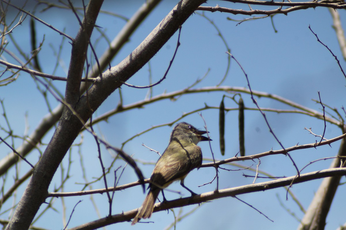 Tropical Kingbird - ML622056447