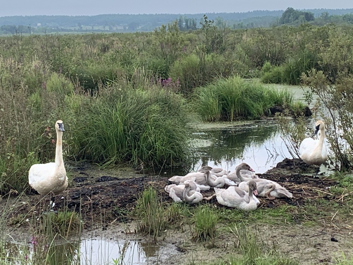 Trumpeter Swan - ML622056450