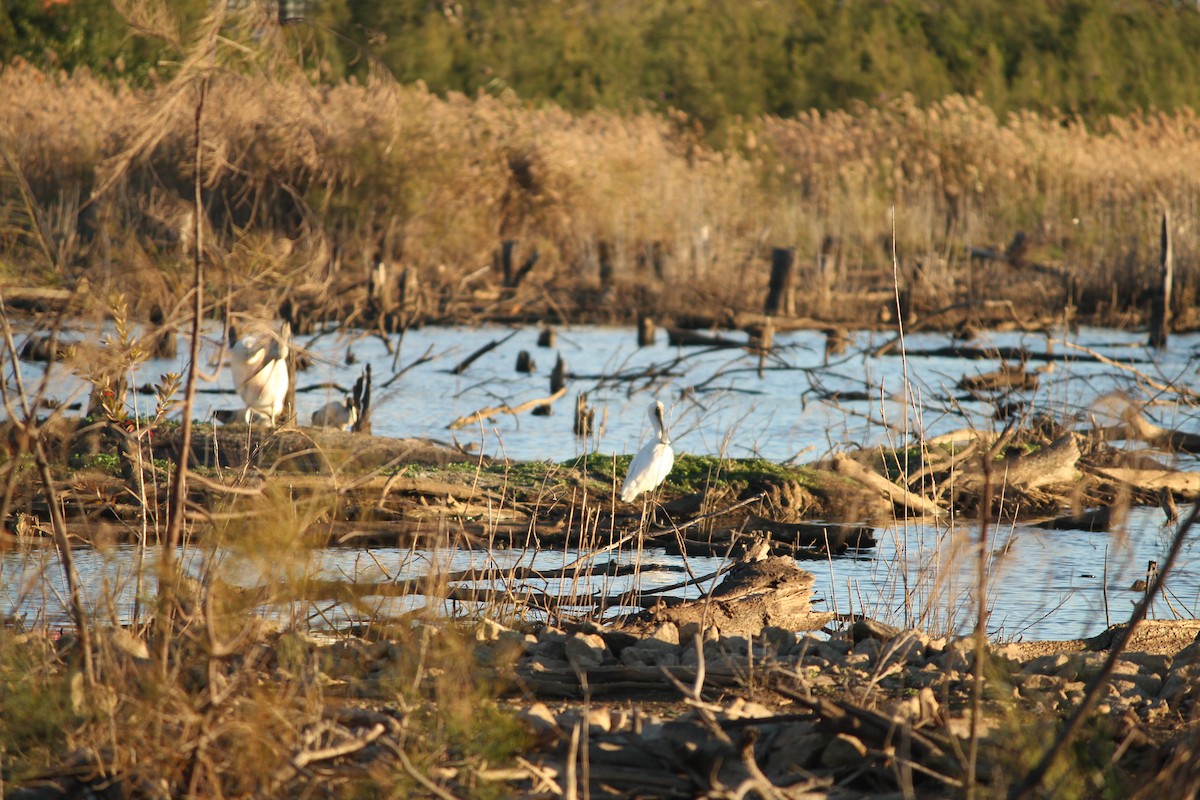 Royal Spoonbill - ML622056470