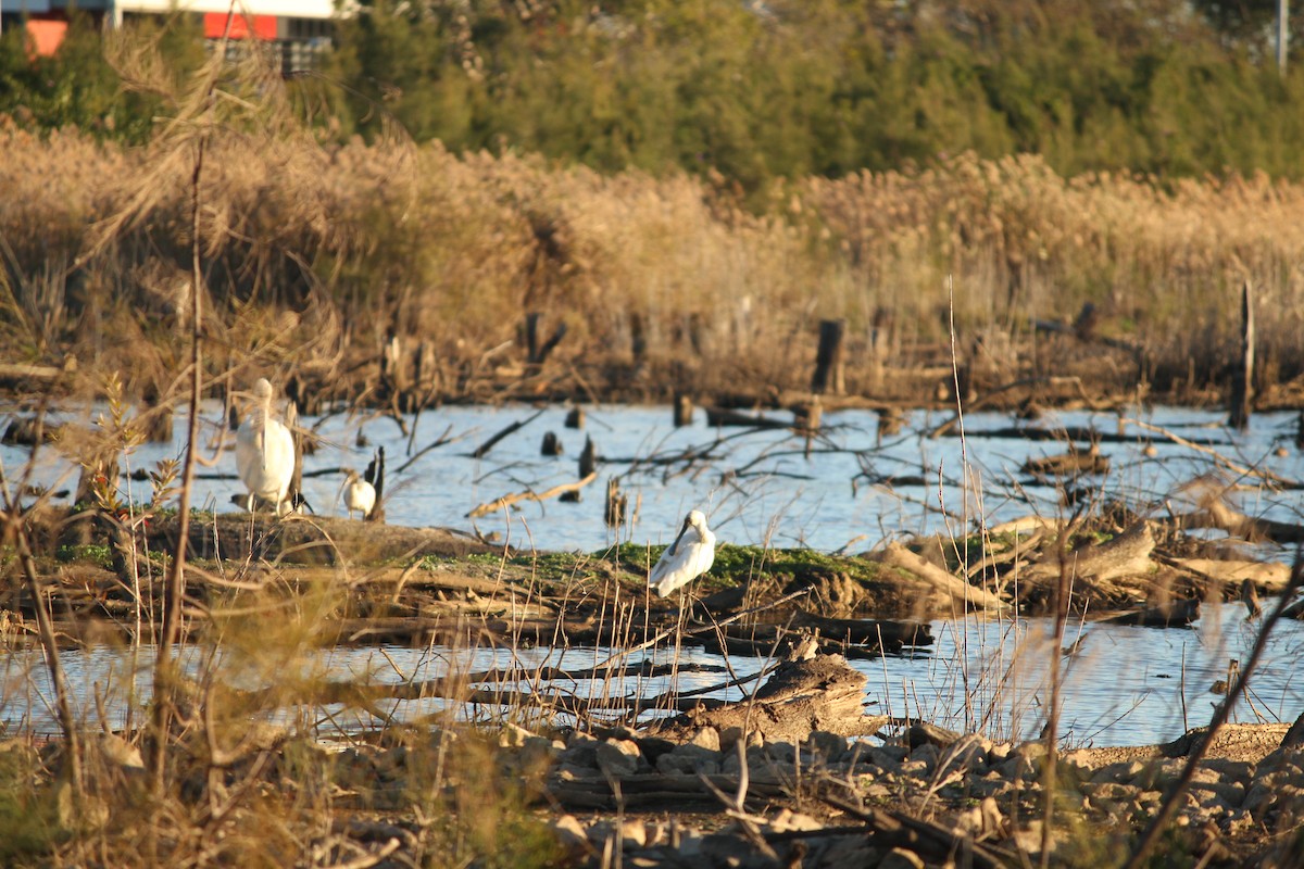 Royal Spoonbill - ML622056471