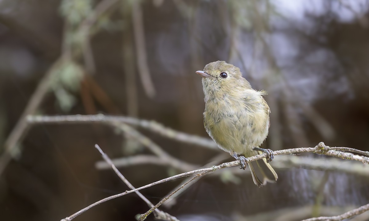 Hutton's Vireo - ML622056475