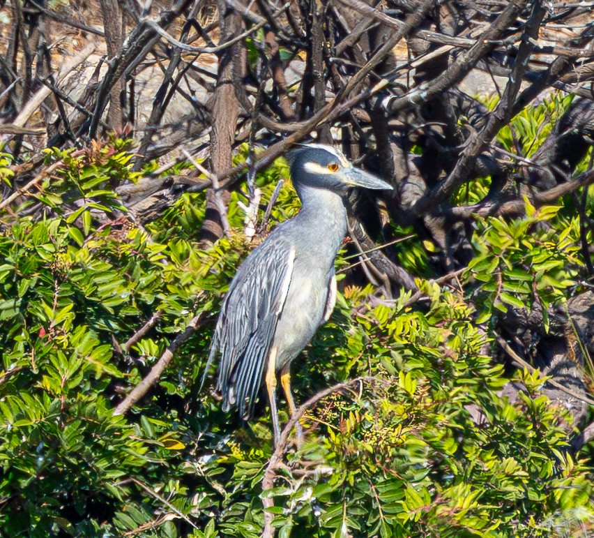 Yellow-crowned Night Heron - ML622056476