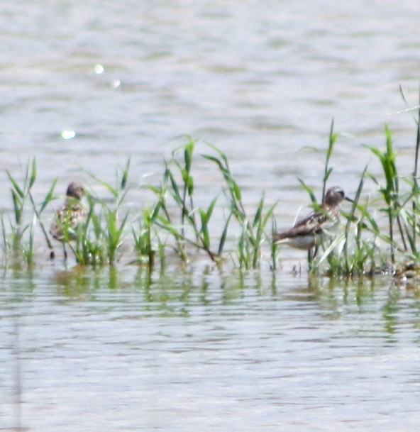 Western Sandpiper - ML622056477