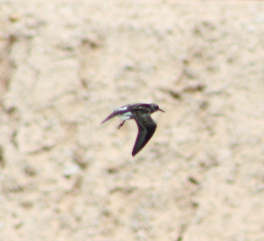 Western Sandpiper - ML622056478