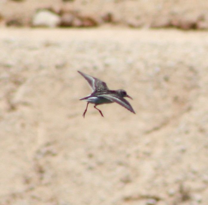 Western Sandpiper - ML622056479