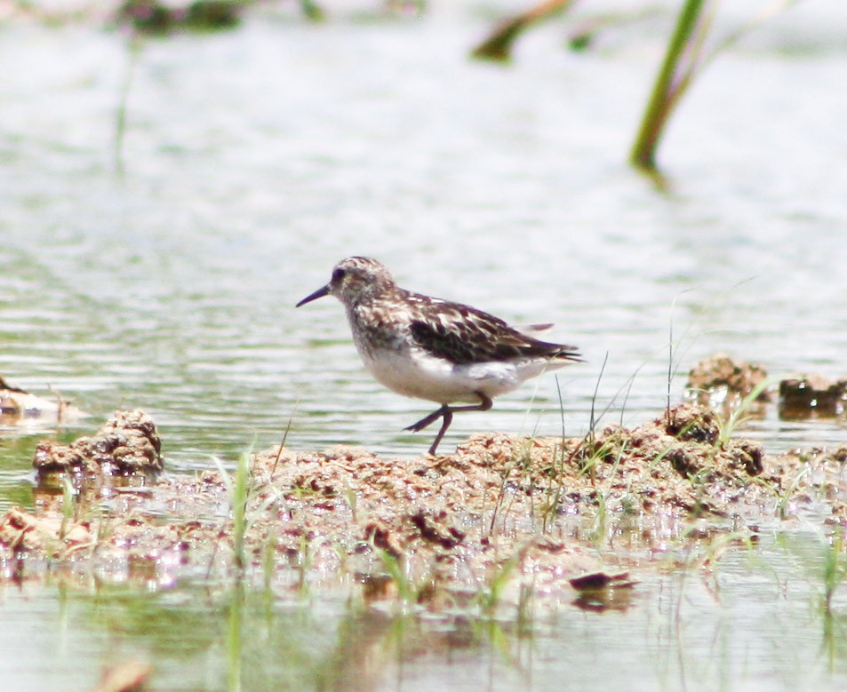 Western Sandpiper - Serguei Alexander López Perez