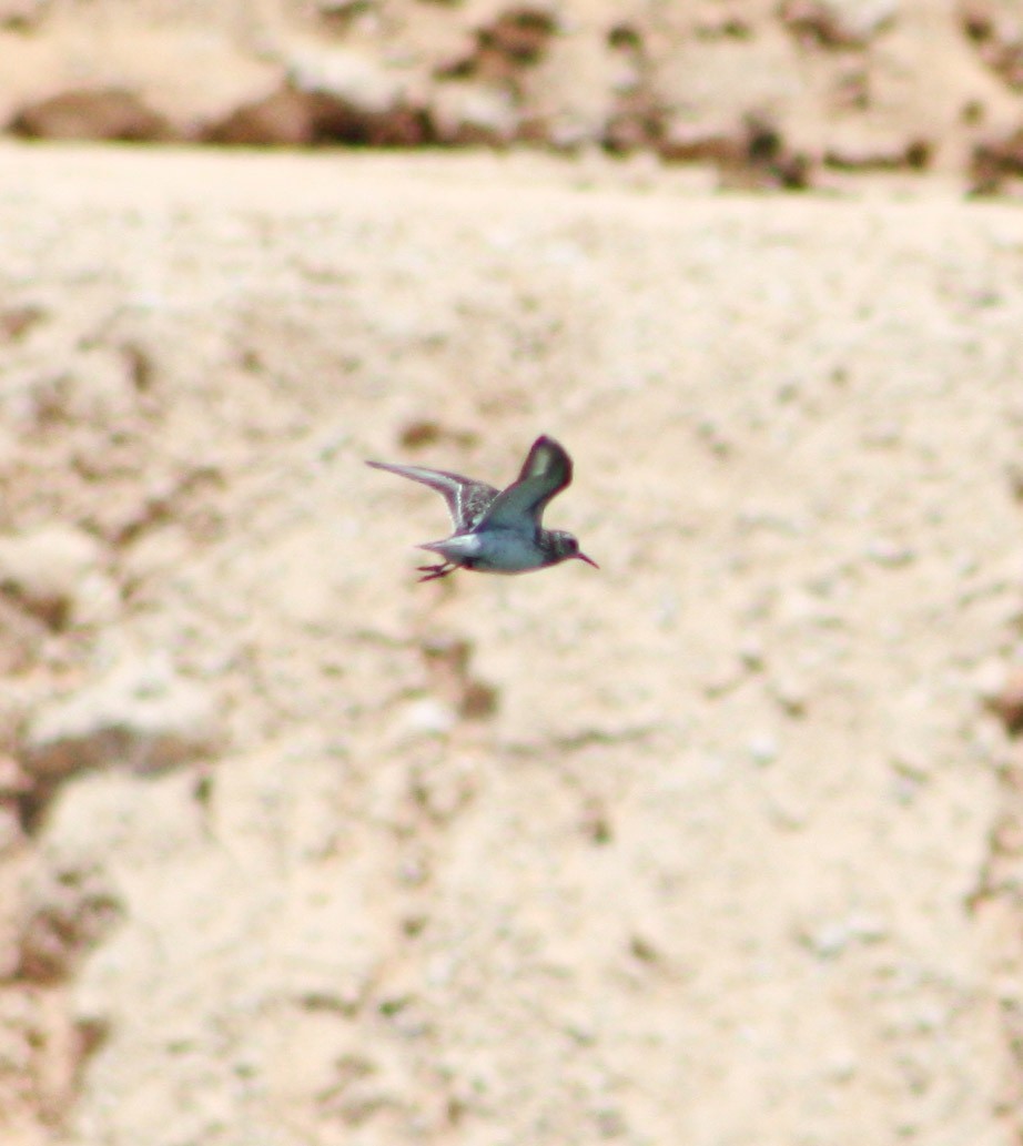 Western Sandpiper - ML622056482