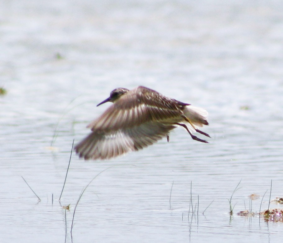 Bergstrandläufer - ML622056483