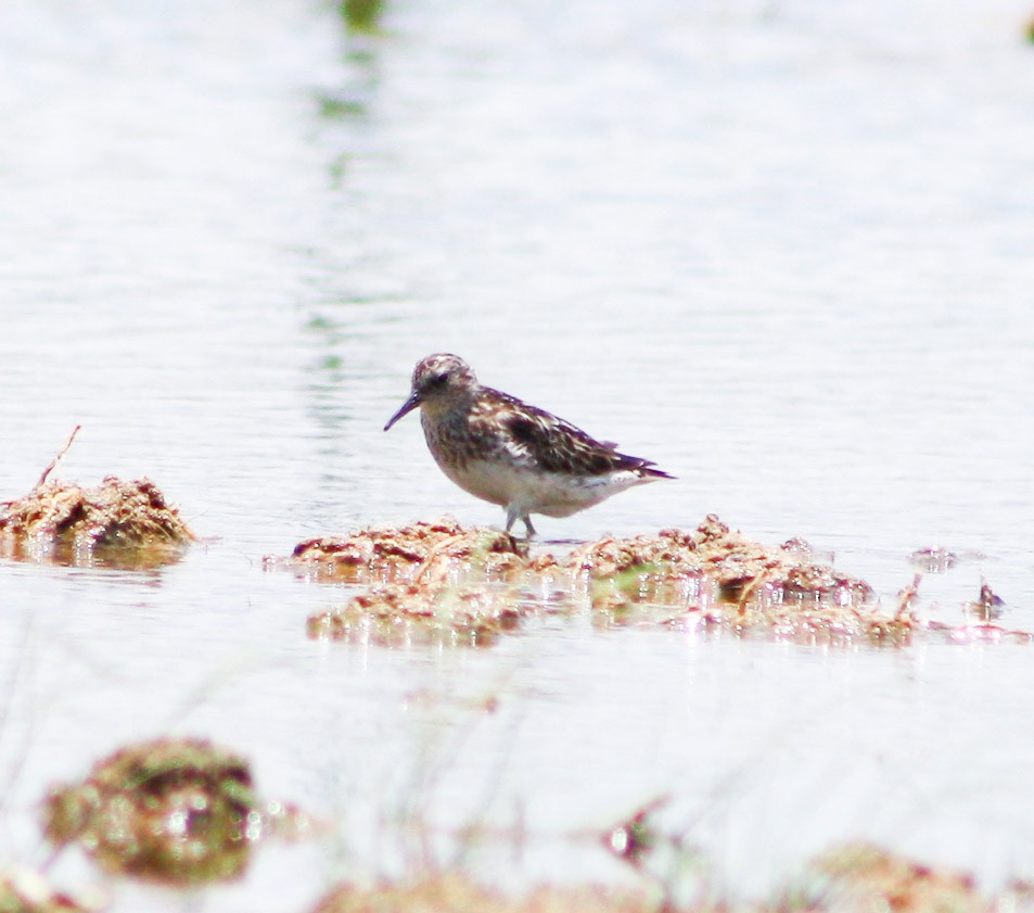 Bergstrandläufer - ML622056484