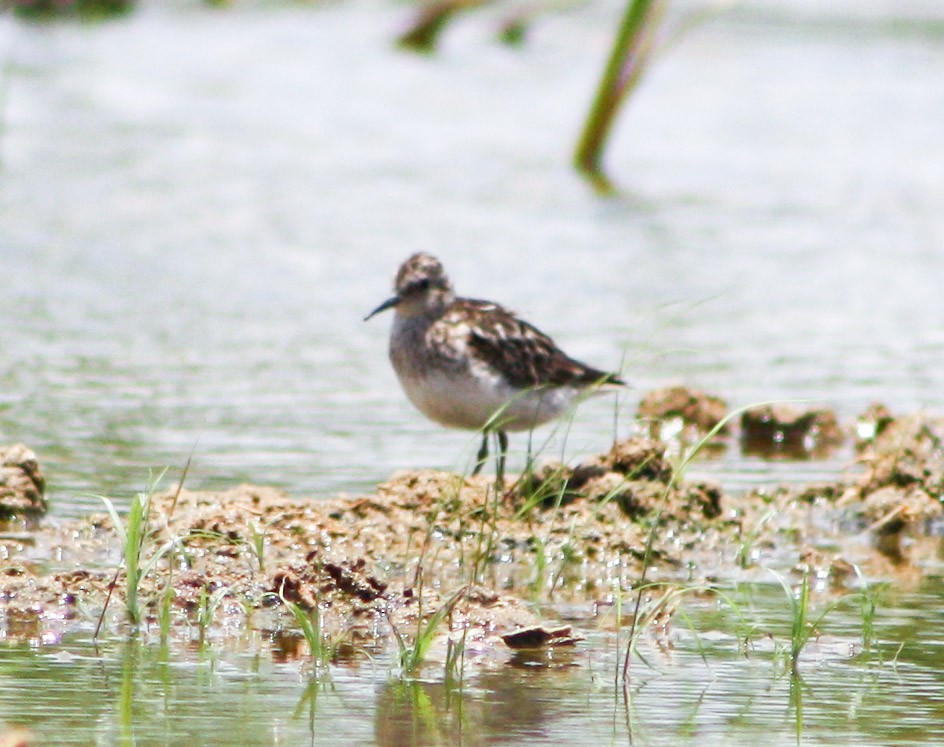 Bergstrandläufer - ML622056485