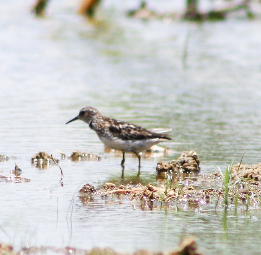 Bergstrandläufer - ML622056486