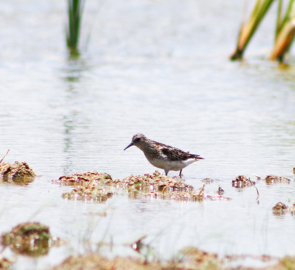 Bergstrandläufer - ML622056487