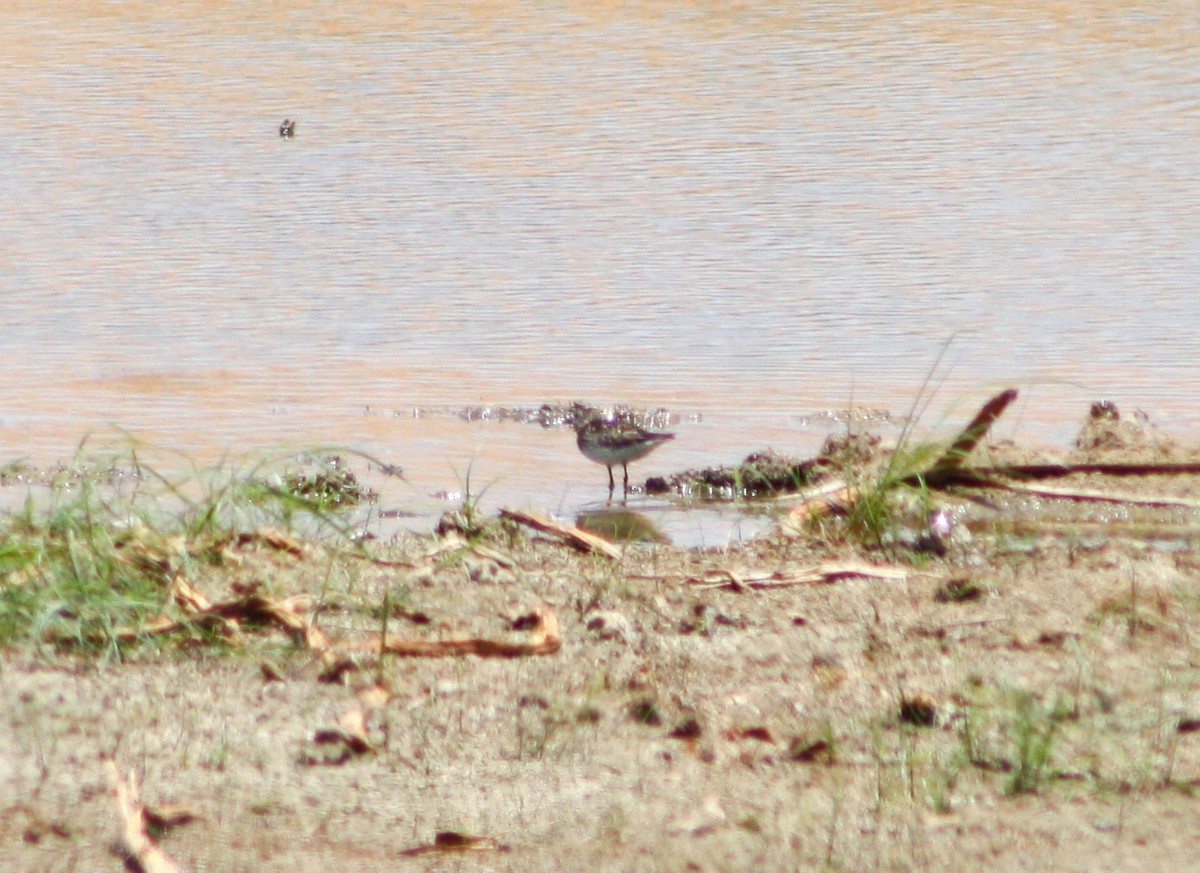 Western Sandpiper - ML622056488