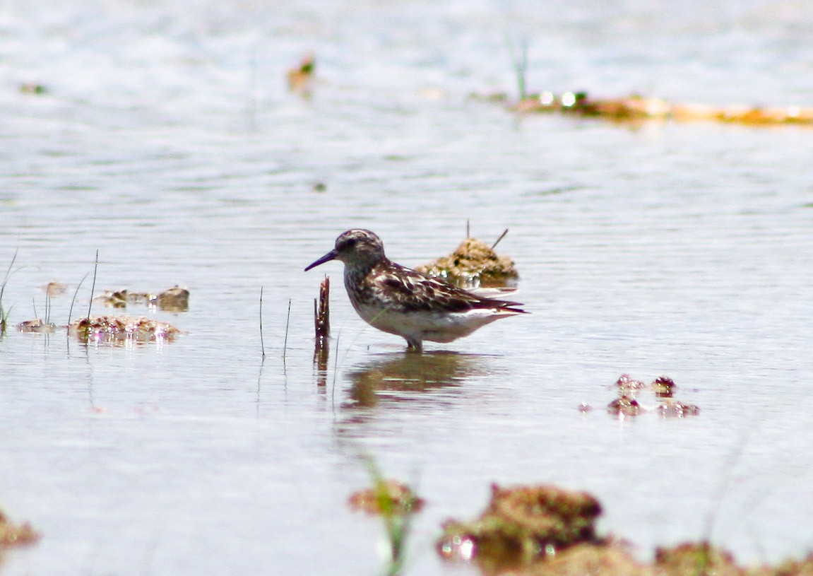 Bergstrandläufer - ML622056489