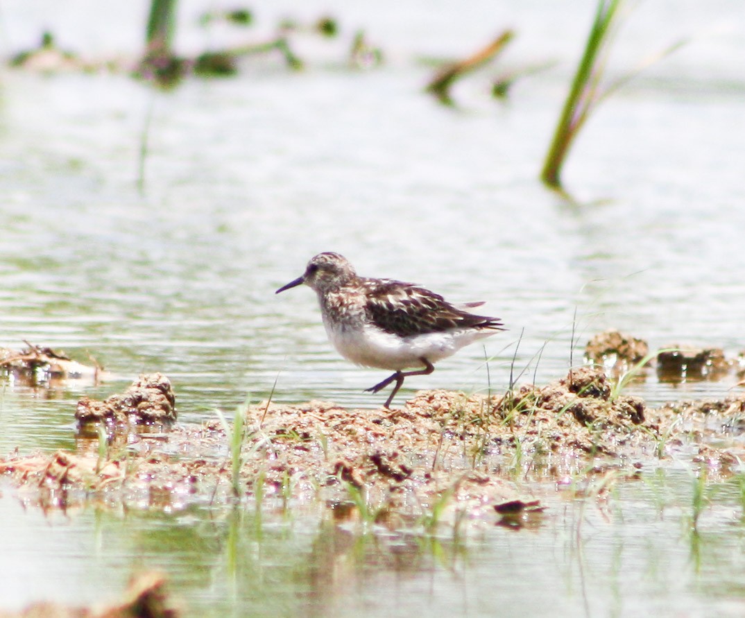 Bergstrandläufer - ML622056490