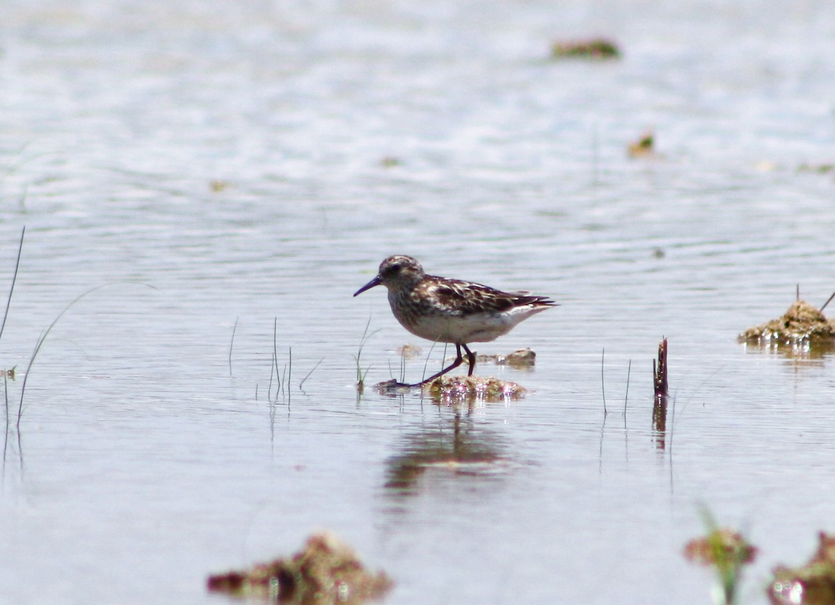 Bergstrandläufer - ML622056491