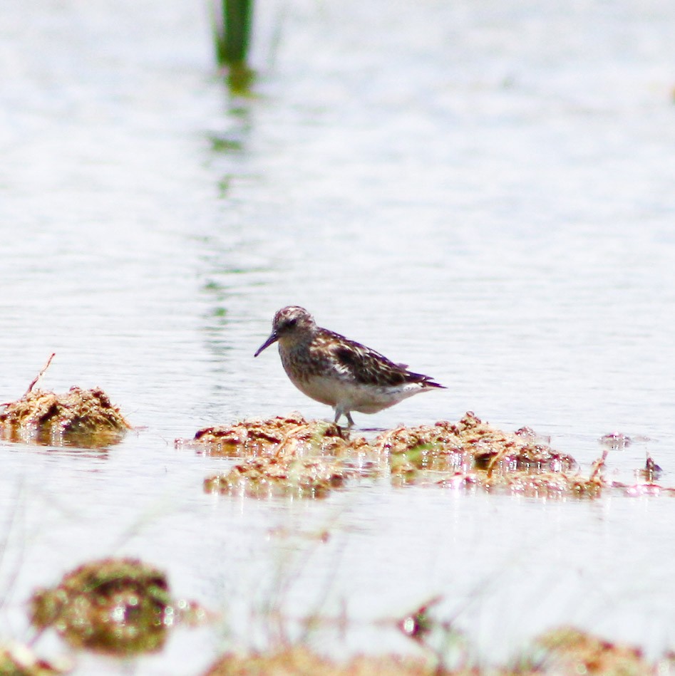 Bergstrandläufer - ML622056492