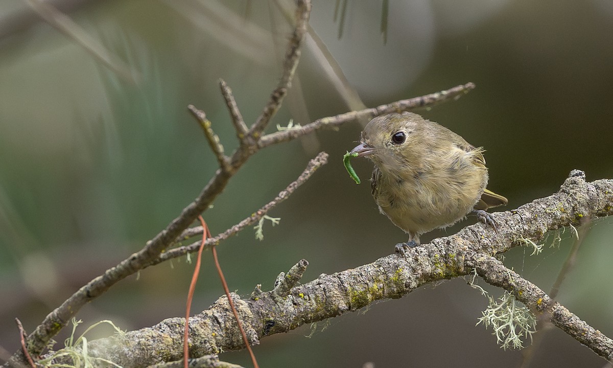 Hutton's Vireo - ML622056493