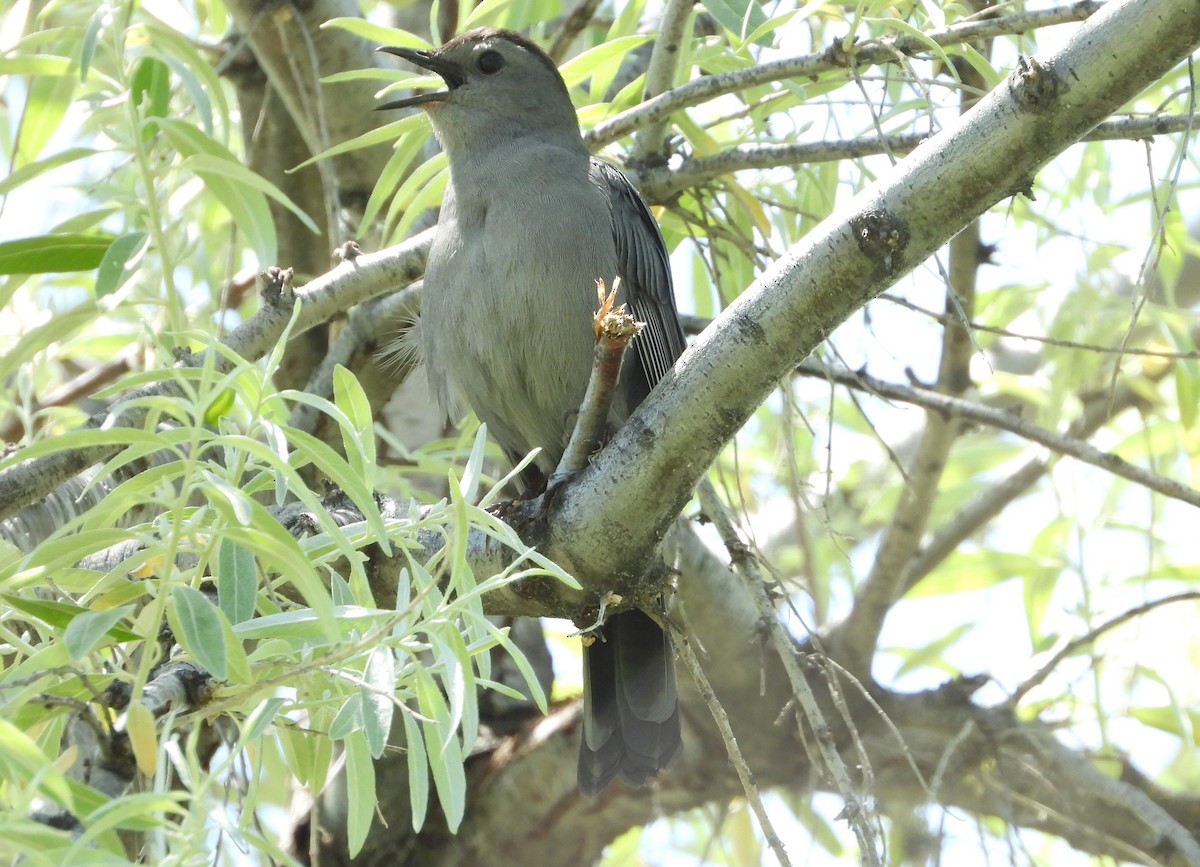 Gray Catbird - ML622056497