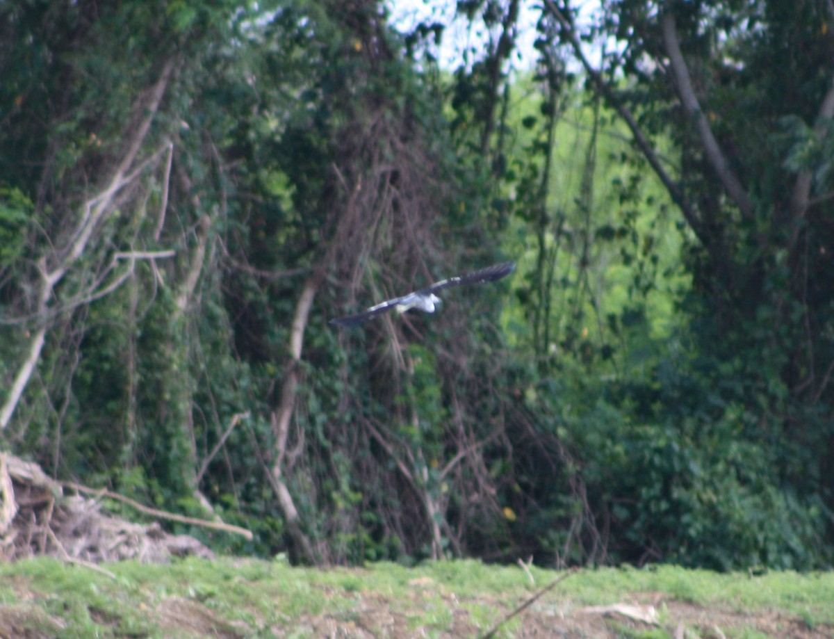 Little Blue Heron - ML622056498