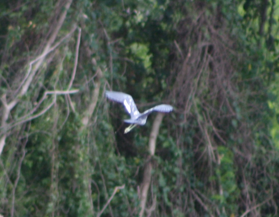 Little Blue Heron - ML622056499