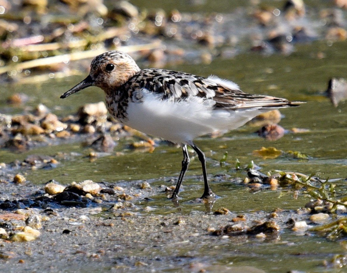 Sanderling - ML622056500