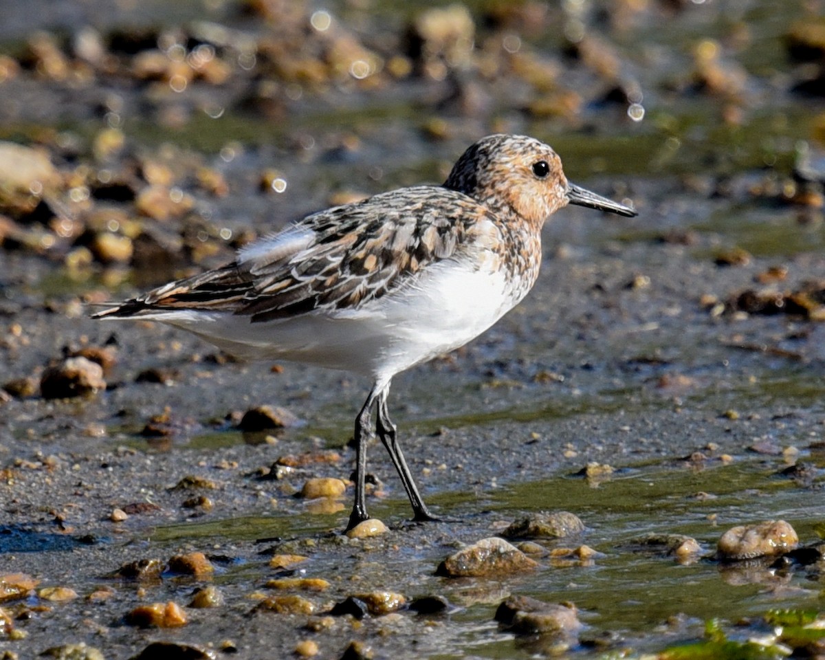 Sanderling - ML622056501