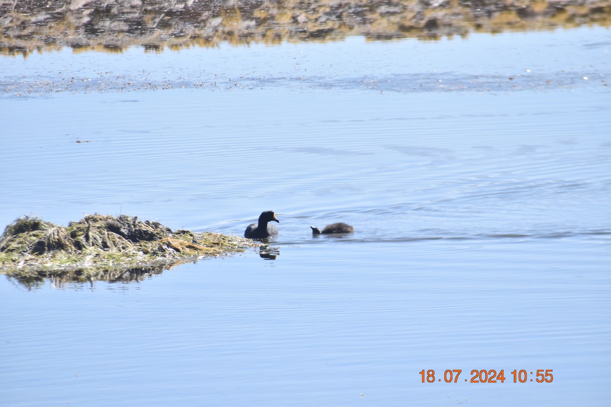 Giant Coot - ML622056524