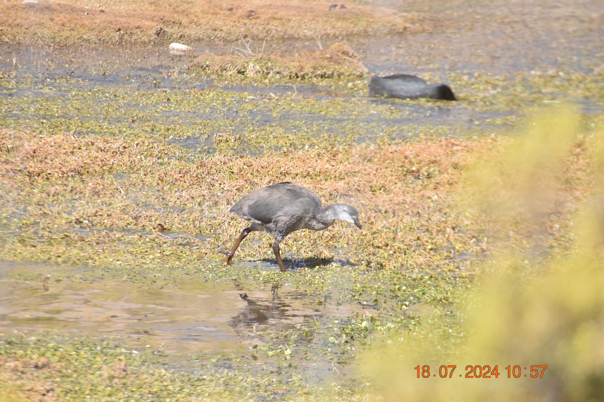 Giant Coot - ML622056525