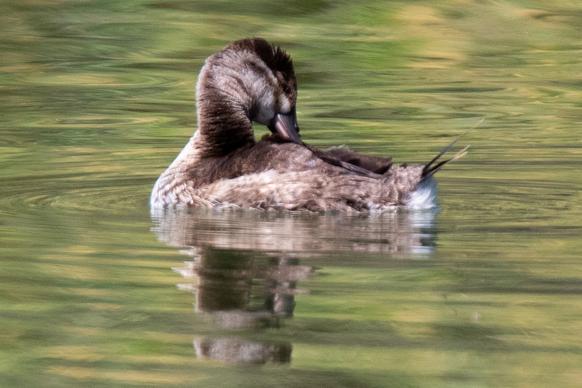 Ruddy Duck - ML622056527