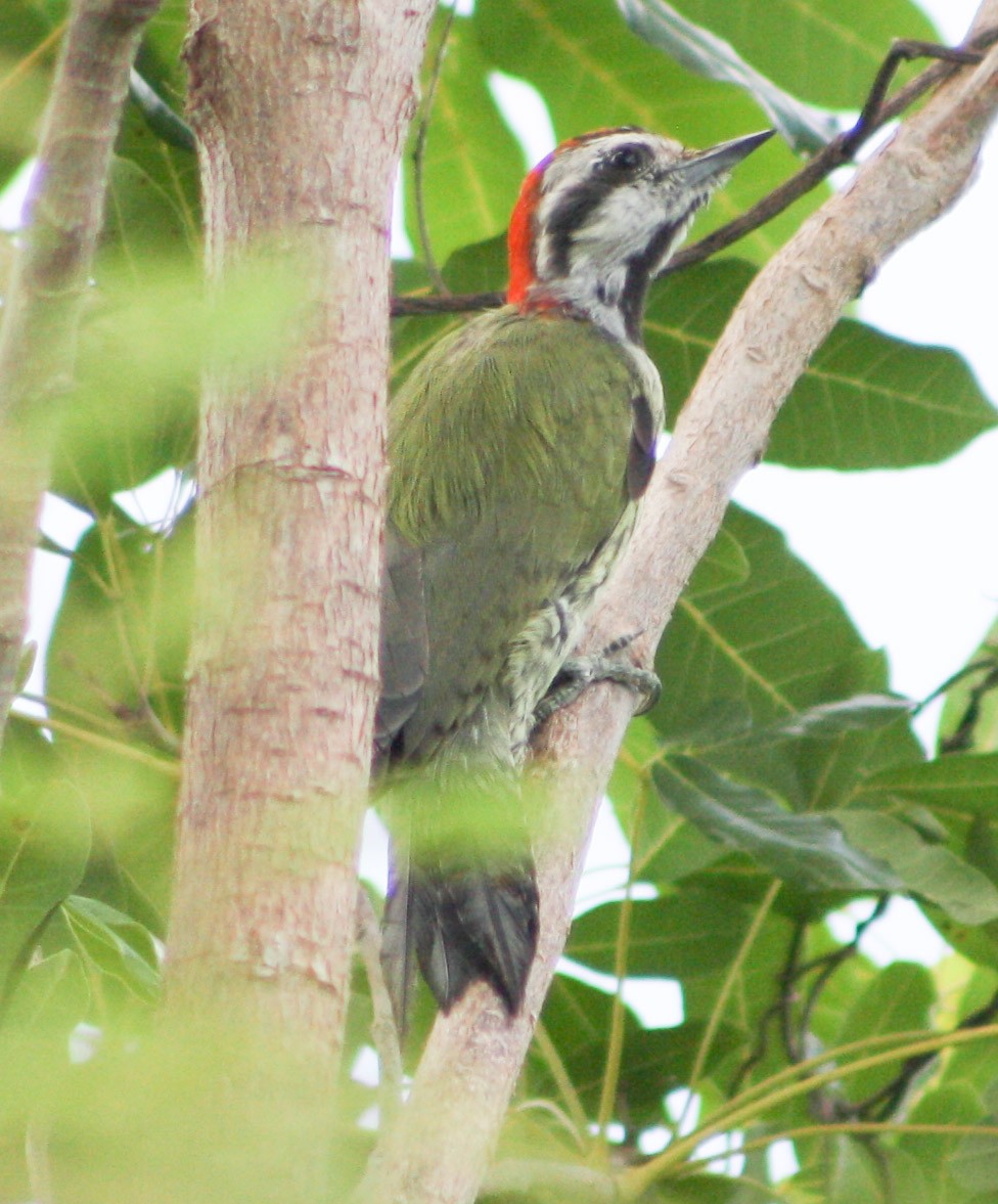 Cuban Green Woodpecker - ML622056528