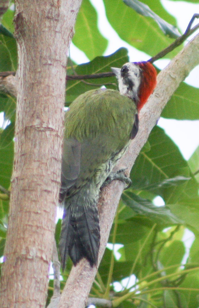 Cuban Green Woodpecker - Serguei Alexander López Perez