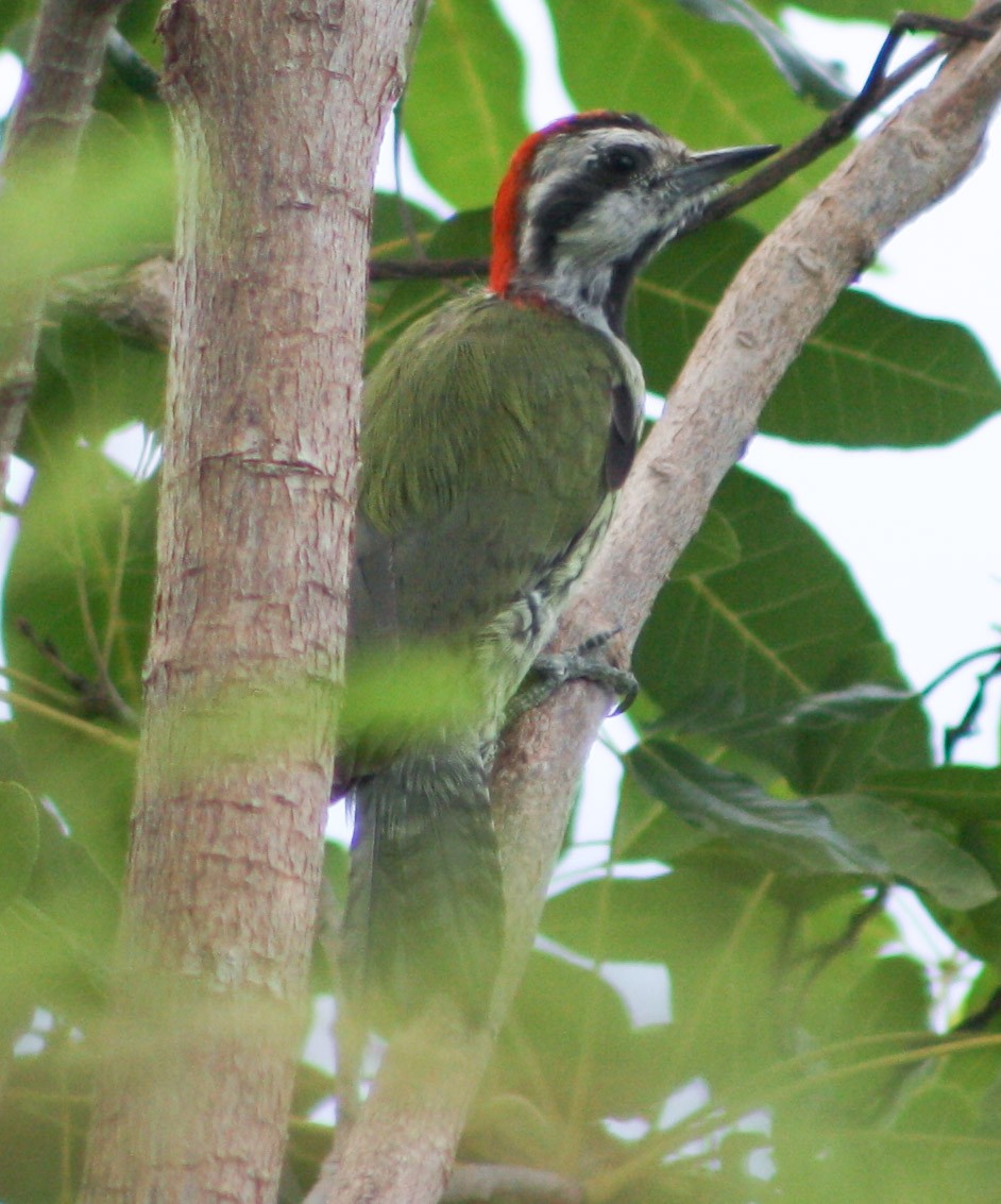 Cuban Green Woodpecker - ML622056530
