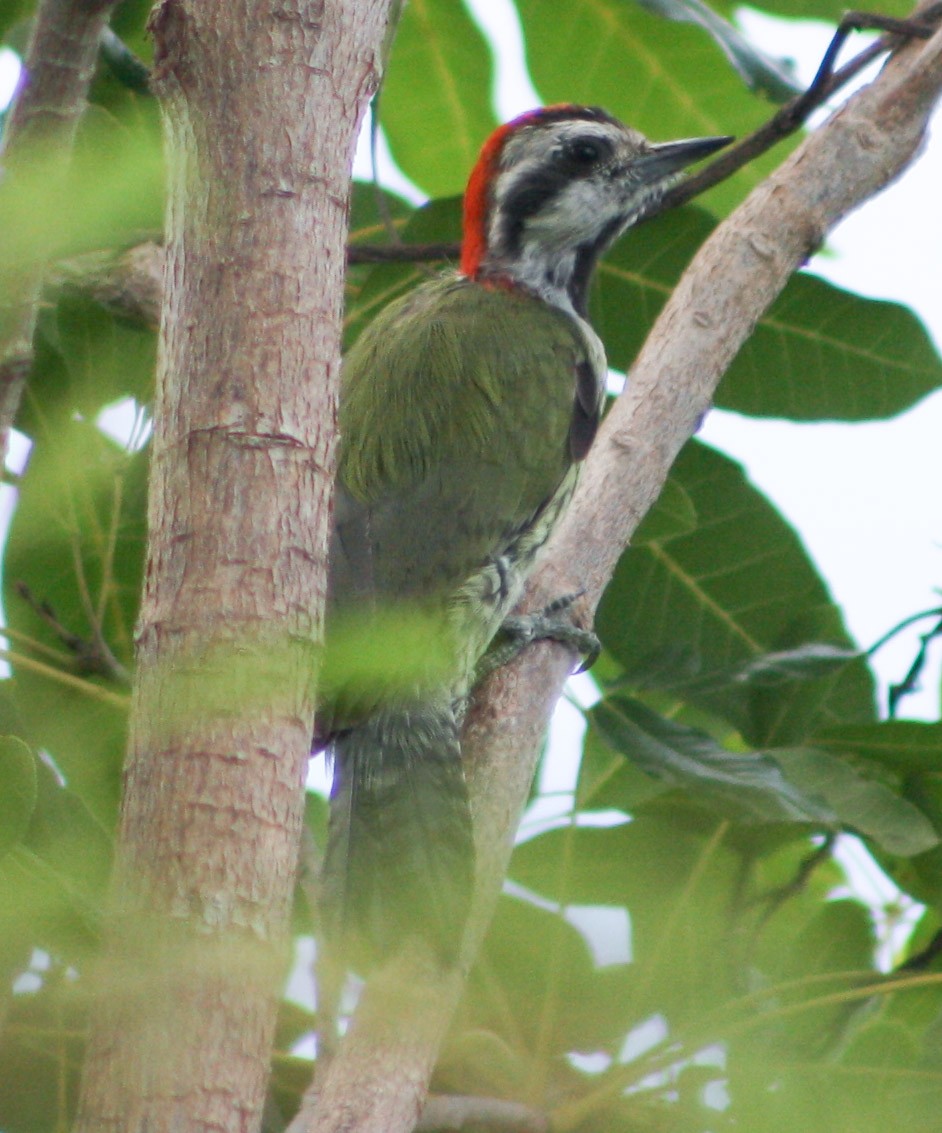 Carpintero Tajá - ML622056530