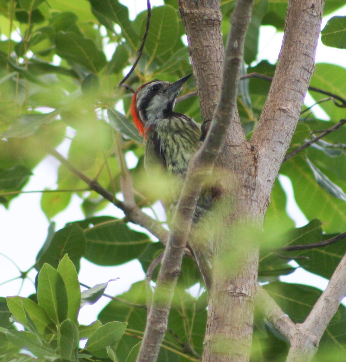 Cuban Green Woodpecker - ML622056531