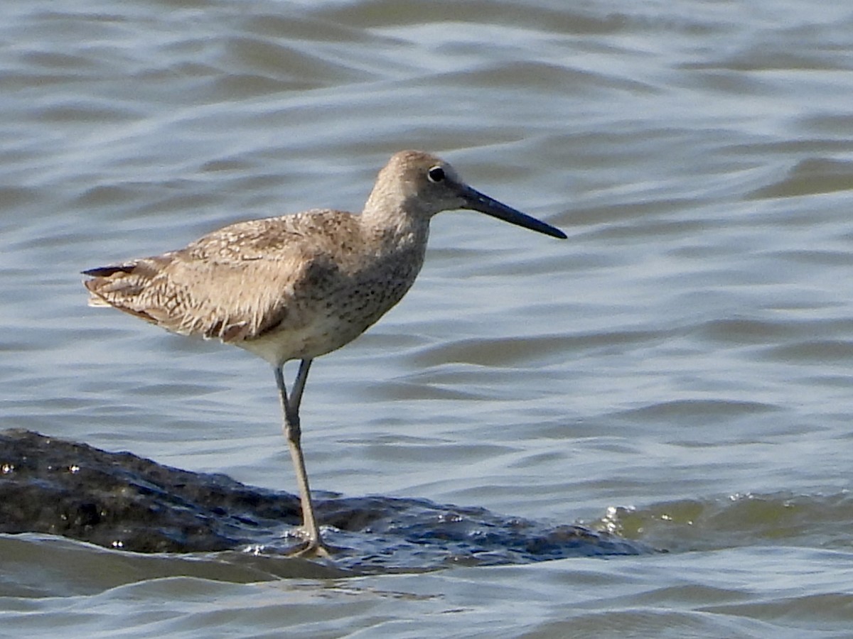 Willet - ML622056533