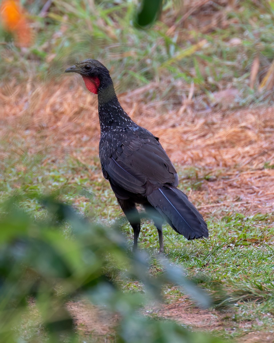 Dusky-legged Guan - ML622056534