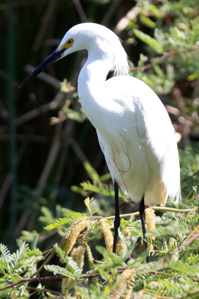 Snowy Egret - ML622056535