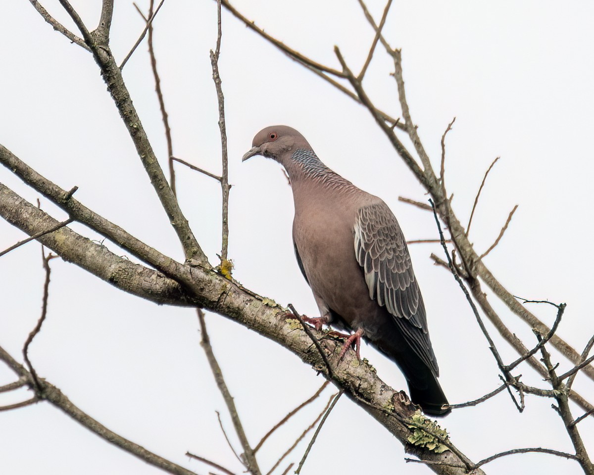 Picazuro Pigeon - ML622056536